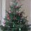 BUON NATALE